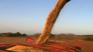 Lee más sobre el artículo La guerra entre Israel e Irán impulsa la volatilidad en los granos y eleva precios de crudo y fertilizantes