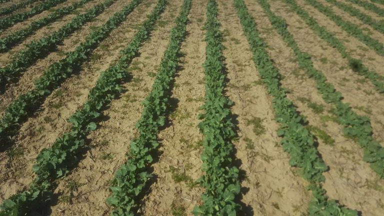 Lee más sobre el artículo Siembras de invierno con la esperanza puesta en los rindes o los precios