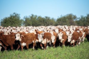 Lee más sobre el artículo La gira Hereford Internacional definió genética, adaptación y cooperación regional