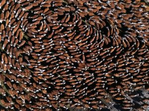 Lee más sobre el artículo Exitosa Gira Internacional Hereford con una destacada jornada en Argentina, Brasil y Uruguay