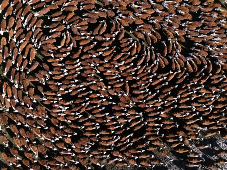 Lee más sobre el artículo Exitosa Gira Internacional Hereford con una destacada jornada en Argentina, Brasil y Uruguay