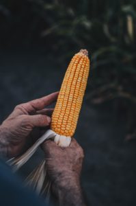 Lee más sobre el artículo ADP-Agronegocios del Plata lanzó su campaña de híbridos de maíz a un precio promocional