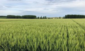 Lee más sobre el artículo Altos costos por fertilizantes impactan en la agricultura mientras cae la soja y mejoran los cereales