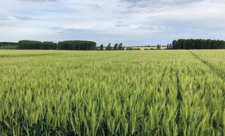 Lee más sobre el artículo Altos costos por fertilizantes impactan en la agricultura mientras cae la soja y mejoran los cereales