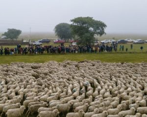 Lee más sobre el artículo La Sociedad de Criadores de Merino realizó una gira técnica en Salto