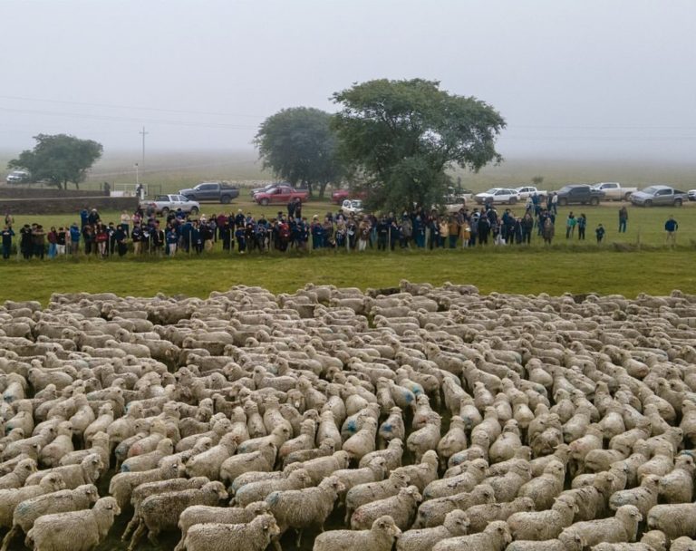 Lee más sobre el artículo La Sociedad de Criadores de Merino realizó una gira técnica en Salto