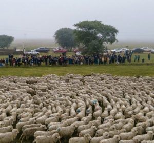 Lee más sobre el artículo Mercado ganadero con aumento de la faena ovina y baja en los vacunos
