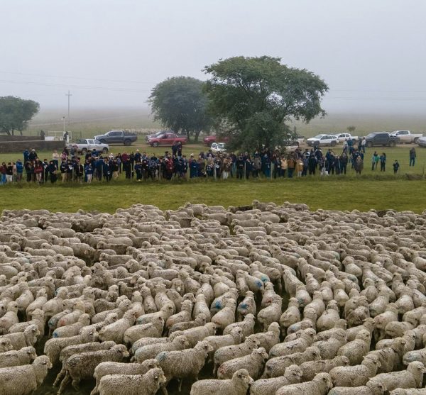 Lee más sobre el artículo Mercado ganadero con aumento de la faena ovina y baja en los vacunos