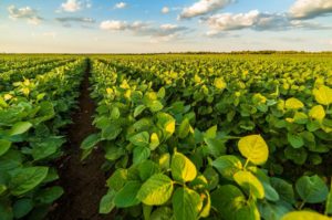 Lee más sobre el artículo La incertidumbre en el mercado de soja: clima favorable en EE.UU. y tensiones con China presionan los precios
