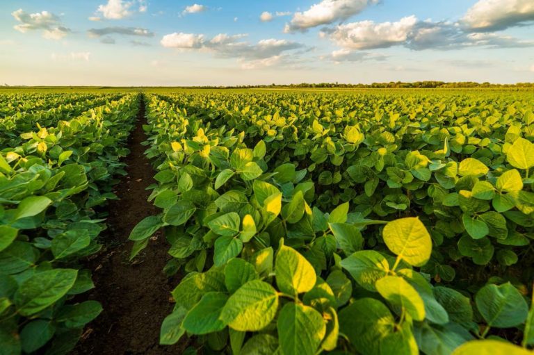 Lee más sobre el artículo La incertidumbre en el mercado de soja: clima favorable en EE.UU. y tensiones con China presionan los precios