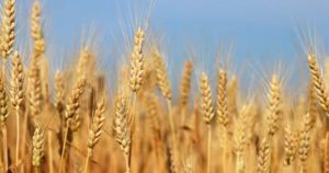 Lee más sobre el artículo La tensión en Medio Oriente impacta en los mercados externos: suben petróleo y fertilizantes, y se intensifica la volatilidad de los granos