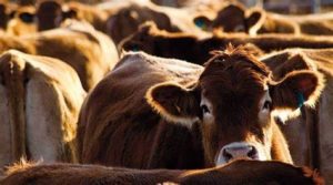 Lee más sobre el artículo Uruguay lidera el precio del novillo en el Mercosur, mientras la región acompaña con leves subas