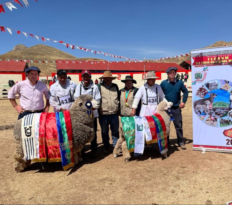 Lee más sobre el artículo Corriedale rumbo a Perú: Uruguay participa por primera vez en la Expo Yauris en Huancayo