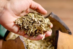 Lee más sobre el artículo Rocha celebra el Encuentro de Yerba Mate con foco en cultura, naturaleza y saberes ancestrales