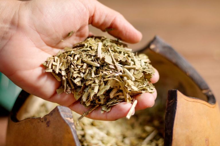 Lee más sobre el artículo Rocha celebra el Encuentro de Yerba Mate con foco en cultura, naturaleza y saberes ancestrales