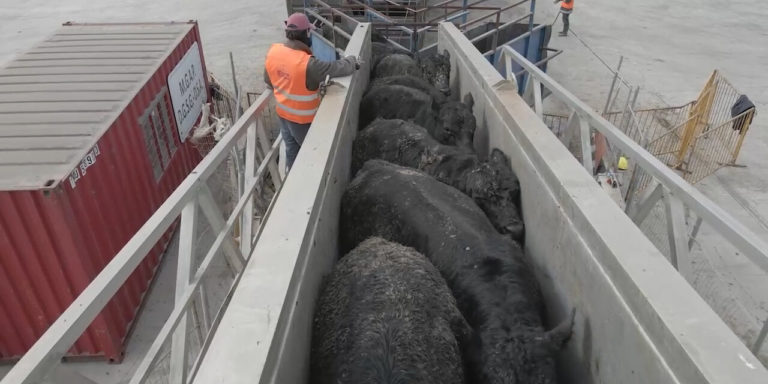 Lee más sobre el artículo Campo Unido se reunirá con el ministro Oddone para plantear inquietudes por restricciones a la exportación de ganado en pie