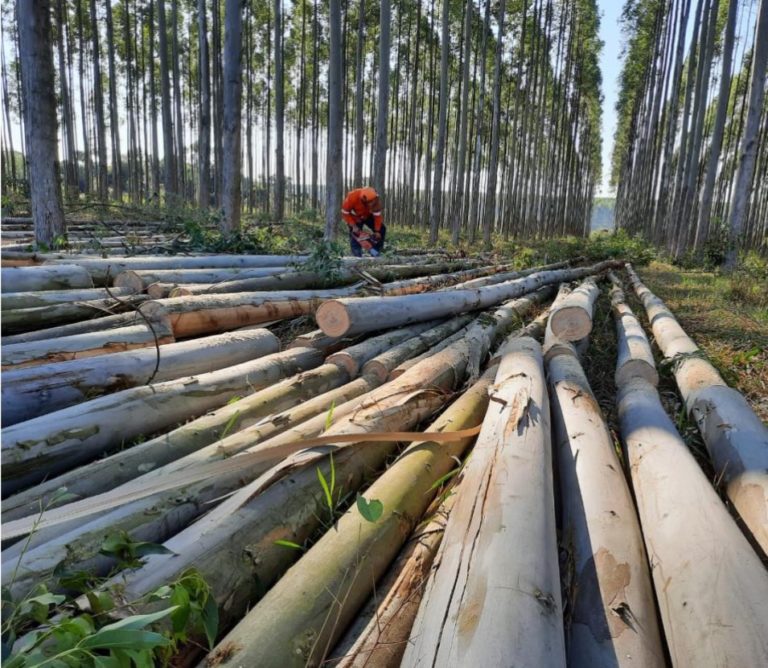 Lee más sobre el artículo Paraguay destaca el rol de la forestación en el desarrollo durante la Expo de Mariano Roque Alonso