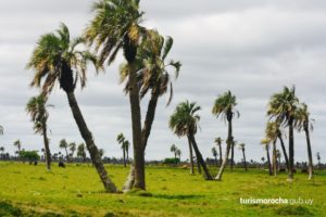 Lee más sobre el artículo Alerta fitosanitaria: dos millones de palmas en riesgo por presencia de picudo rojo en Rocha y Treinta y Tres