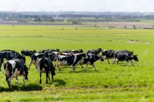 Lee más sobre el artículo Las claves para enfrentar el menor precio de la leche