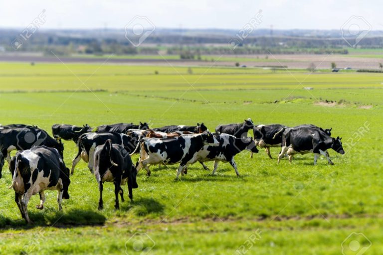 Lee más sobre el artículo Las claves para enfrentar el menor precio de la leche