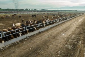 Lee más sobre el artículo Debate por feedlots: rechazo a la propuesta de Botana desde la producción intensiva