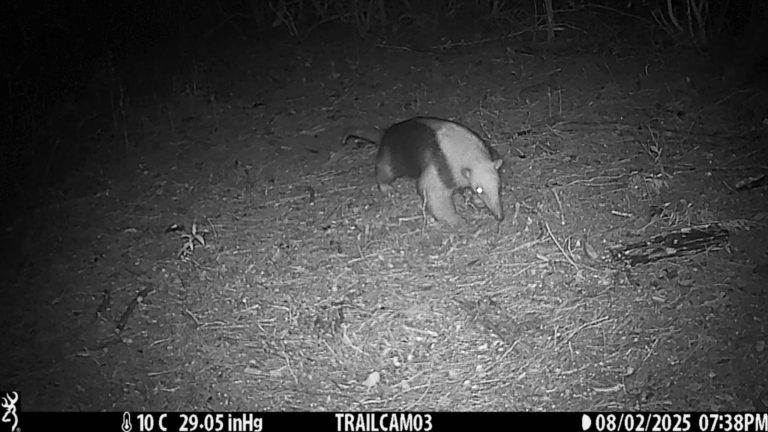 Lee más sobre el artículo Primer registro de un oso hormiguero chico en la Reserva Natural Salus