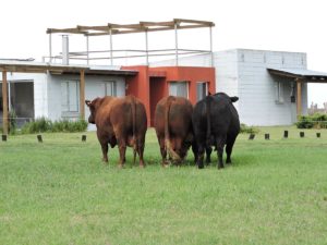 Lee más sobre el artículo Más de 100 ejemplares para la próxima temporada y un Centro de Toros en la propuesta de Gensur
