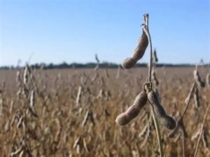 Lee más sobre el artículo Récord histórico para la soja: rendimiento promedio de 3.121 kilos por hectárea