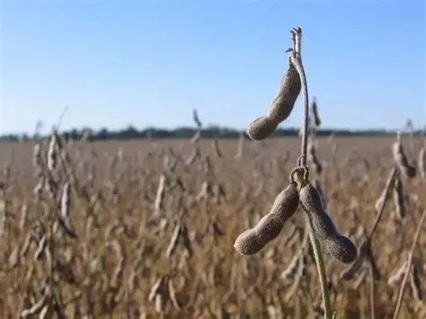 Lee más sobre el artículo Récord histórico para la soja: rendimiento promedio de 3.121 kilos por hectárea