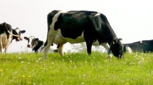 Lee más sobre el artículo Clima favorable y llegada de la primavera: claves para optimizar la producción de leche