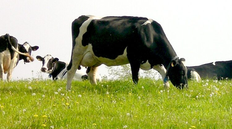 Lee más sobre el artículo Clima favorable y llegada de la primavera: claves para optimizar la producción de leche