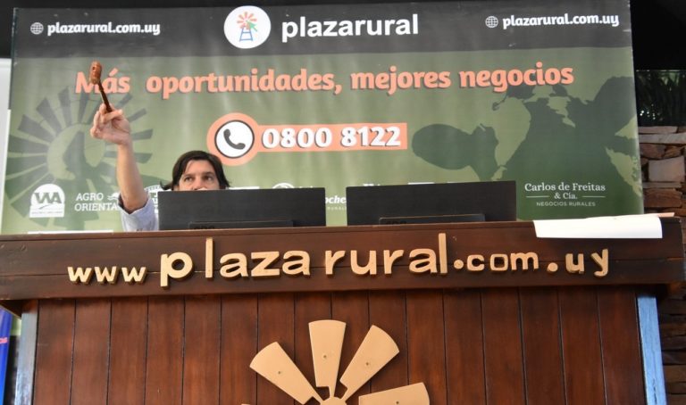 Lee más sobre el artículo Plaza Rural colocó el 99,28% la oferta con subas en todas las categorías