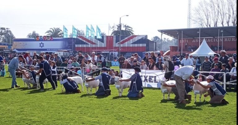 Lee más sobre el artículo Texel brilló en la Expo Prado: la raza ovina mayoritaria tuvo su jura con gran destaque