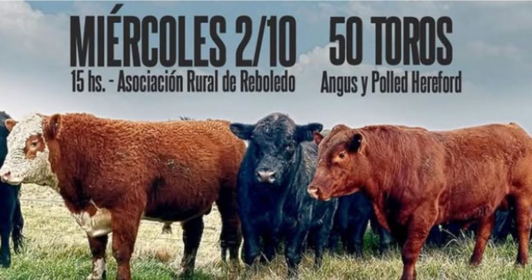 Lee más sobre el artículo San Gerardo realiza su remate anual de toros este miércoles 2 en Reboledo