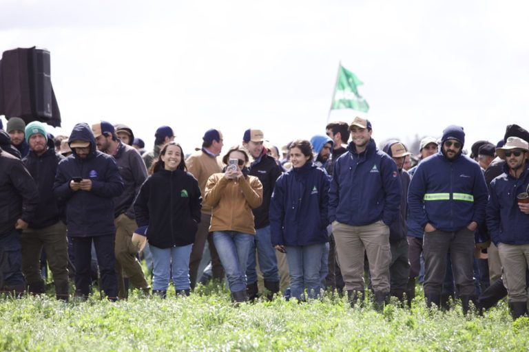 Lee más sobre el artículo Las super pasturas que logran diez años de productividad