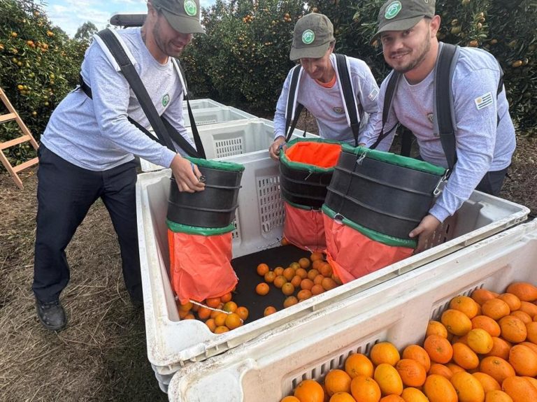 Lee más sobre el artículo Definen apoyo en emergencia agropecuaria para 150 productores citrícolas de Salto afectados por heladas