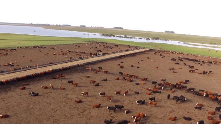 Lee más sobre el artículo ANAC alerta por iniciativas que buscan imponer nuevas regulaciones en la alimentación a corral