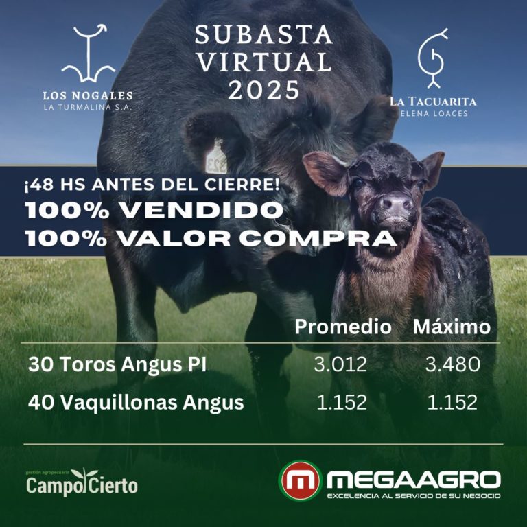 Lee más sobre el artículo MegaAgro y Campo Cierto concretaron exitosa venta de Angus con destacados promedios