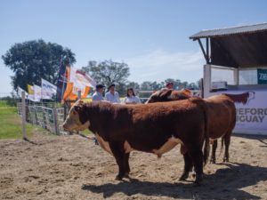 Lee más sobre el artículo El remate de toros de Kiyú organizado por la Sociedad de Criadores de Hereford y Escritorio Dutra