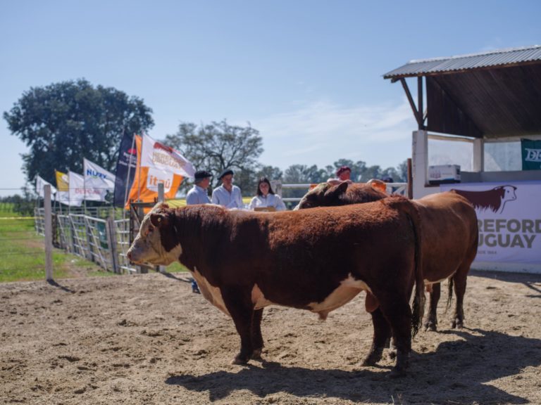 Lee más sobre el artículo El remate de toros de Kiyú organizado por la Sociedad de Criadores de Hereford y Escritorio Dutra