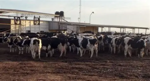 Lee más sobre el artículo Estrategias para sostener el bache productivo y capitalizar los precios del sector lácteo