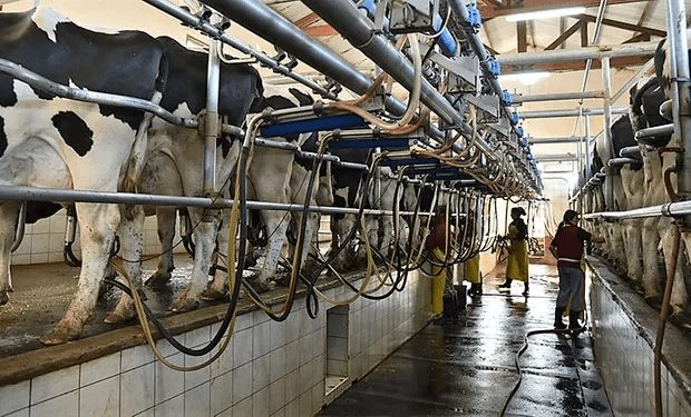 Lee más sobre el artículo Lechería en alerta: sindicato de Conaprole irá a mesa de negociación por cierre en Rivera