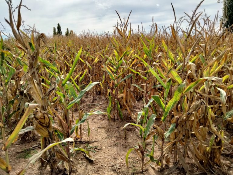 Lee más sobre el artículo Rumanía y Turquía producen con menos de la mitad de la lluvia que recibe Uruguay