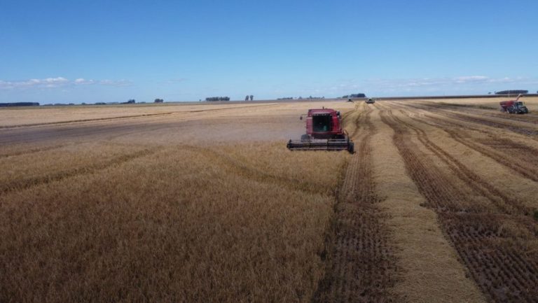 Lee más sobre el artículo Banco de Seguros del Estado y Asociación de Cultivadores de Arroz firman convenio para fortalecer al sector