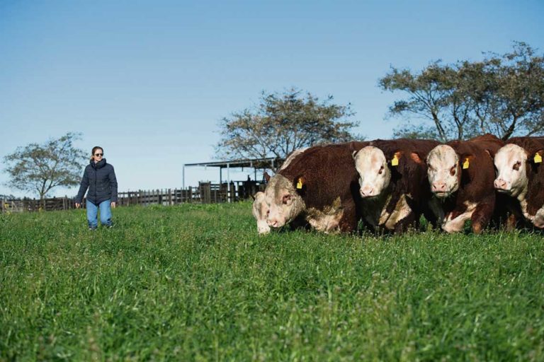 Lee más sobre el artículo Fuerte inicio de la zafra: ventas totales y precios con subas de al menos 20% en los toros