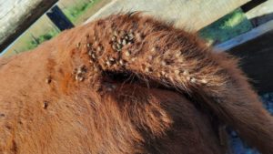 Lee más sobre el artículo Devolución de carne por residuos de garrapaticidas enciende las alarmas en el sector agroexportador