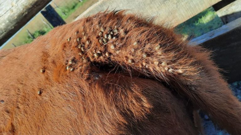 Lee más sobre el artículo Devolución de carne por residuos de garrapaticidas enciende las alarmas en el sector agroexportador