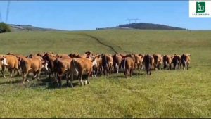 Lee más sobre el artículo Remate Hereford de «La Lorencita» este sábado 18 en Mariscala