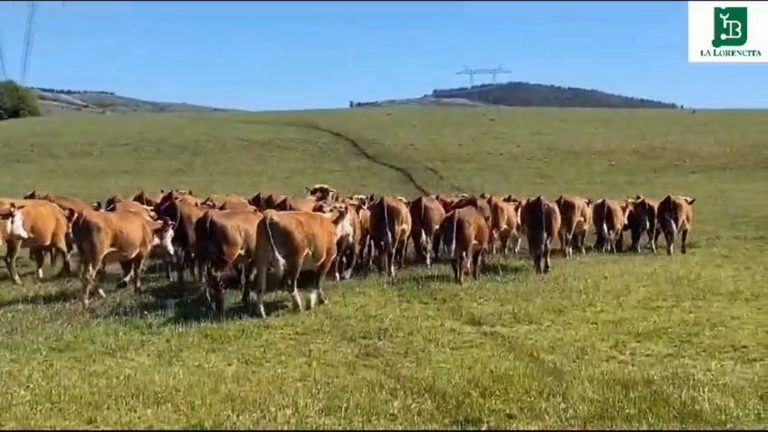 Lee más sobre el artículo Remate Hereford de «La Lorencita» este sábado 18 en Mariscala