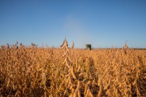 Lee más sobre el artículo ADP lanza sofisticadas variedades de soja Stine para impulsar la productividad